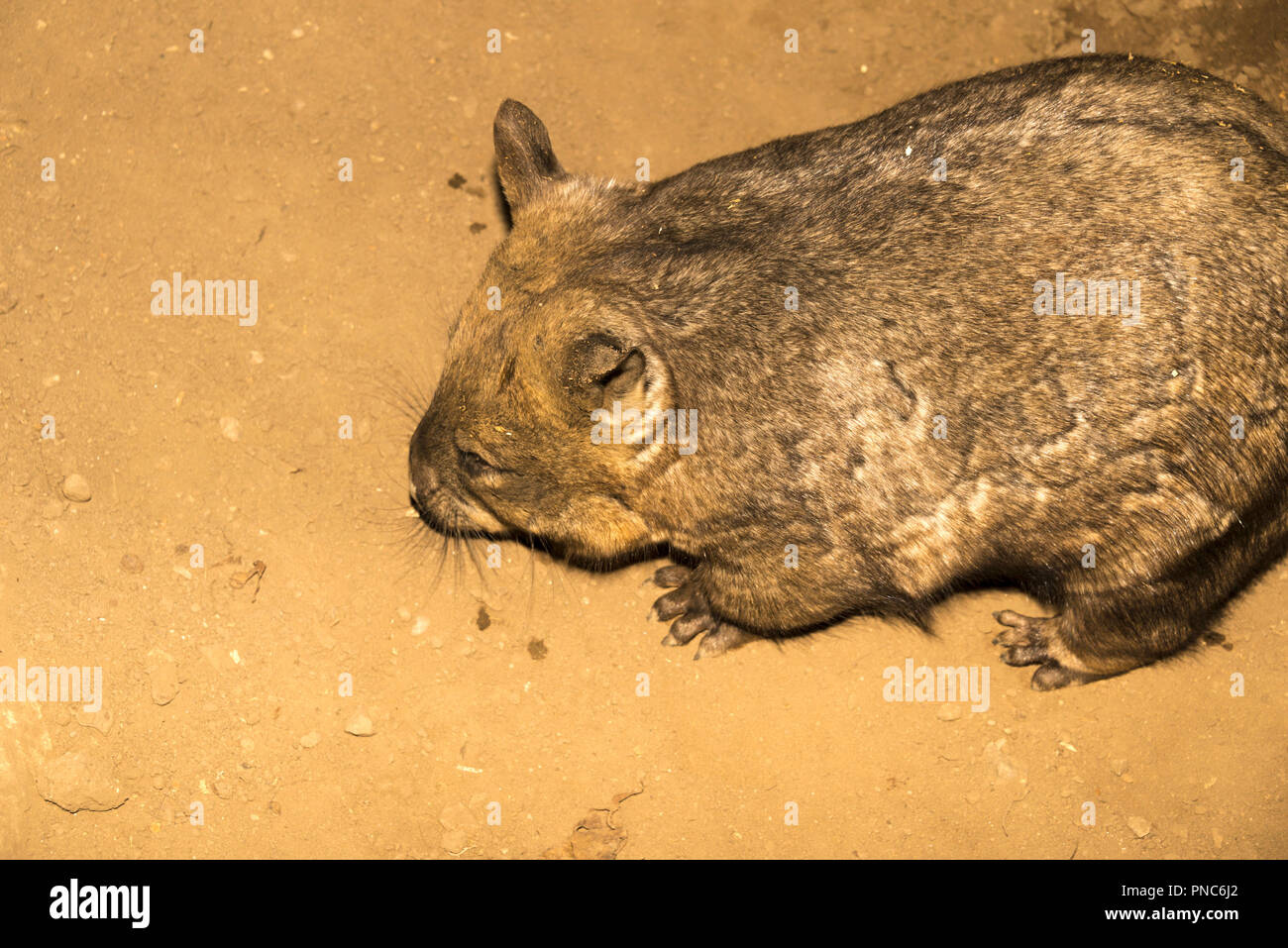 Southern Hairy-Nosed Wombat (Lasiorhinus latifrons) Stock Photo