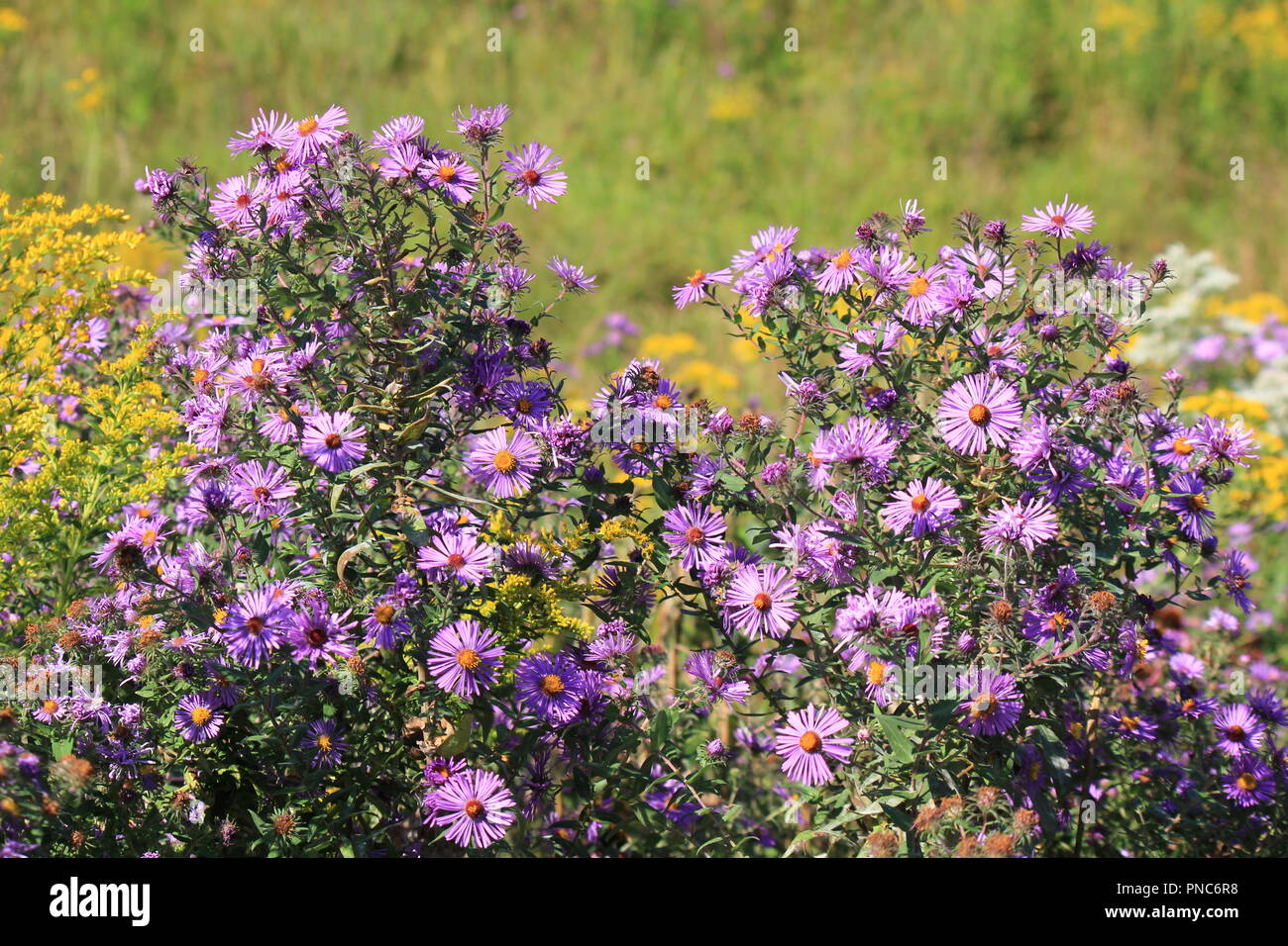 Variety late summer wildflowers hi-res stock photography and images - Alamy