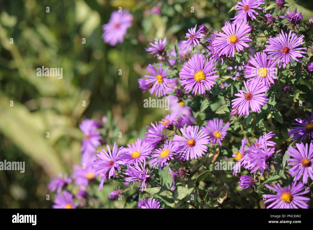 Beautiful field of blossoming wildflowers in the late summer and early ...