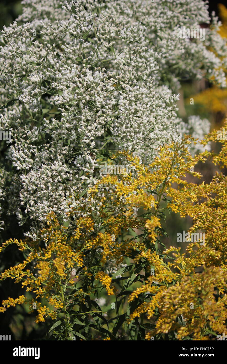 Beautiful field of blossoming wildflowers of sweet cicely,  Myrrhis odorata, and yellow mugwort in the late summer and early fall. Stock Photo