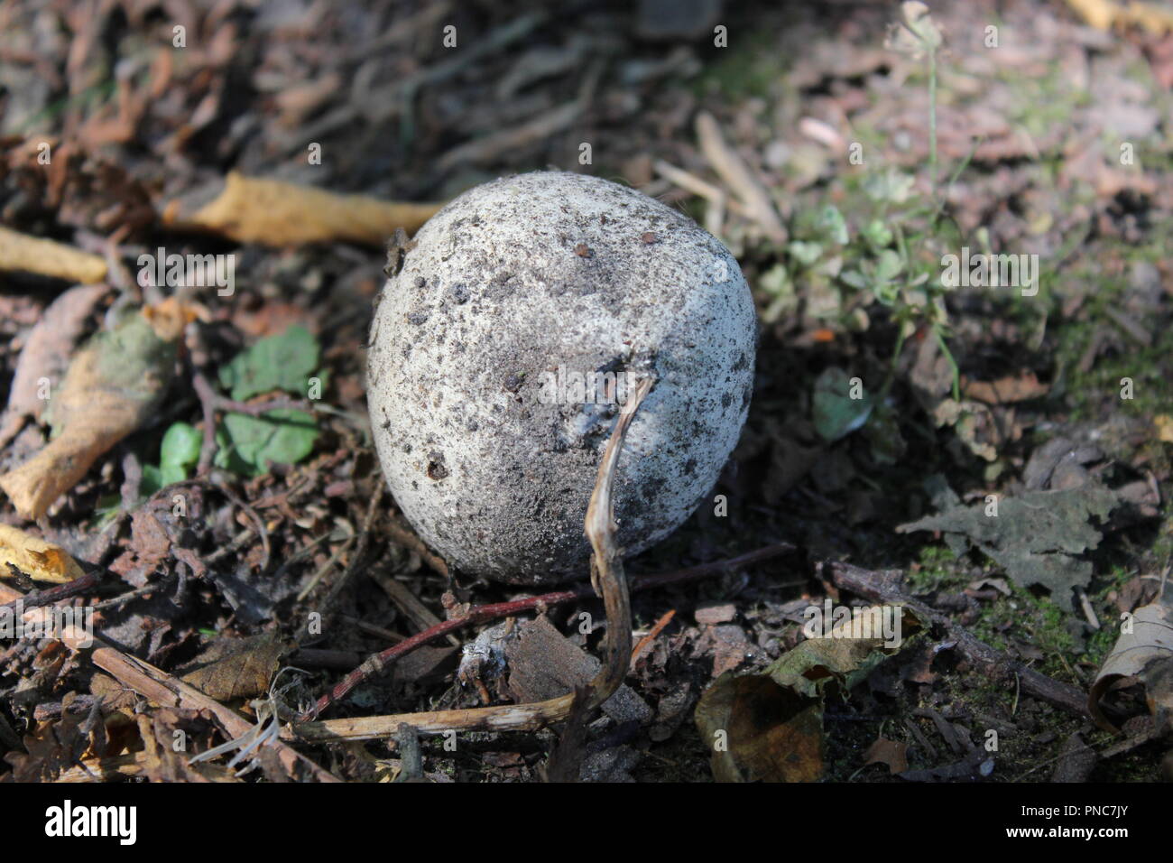 Giant white softball mushroom located on Lake Michigan lakefront