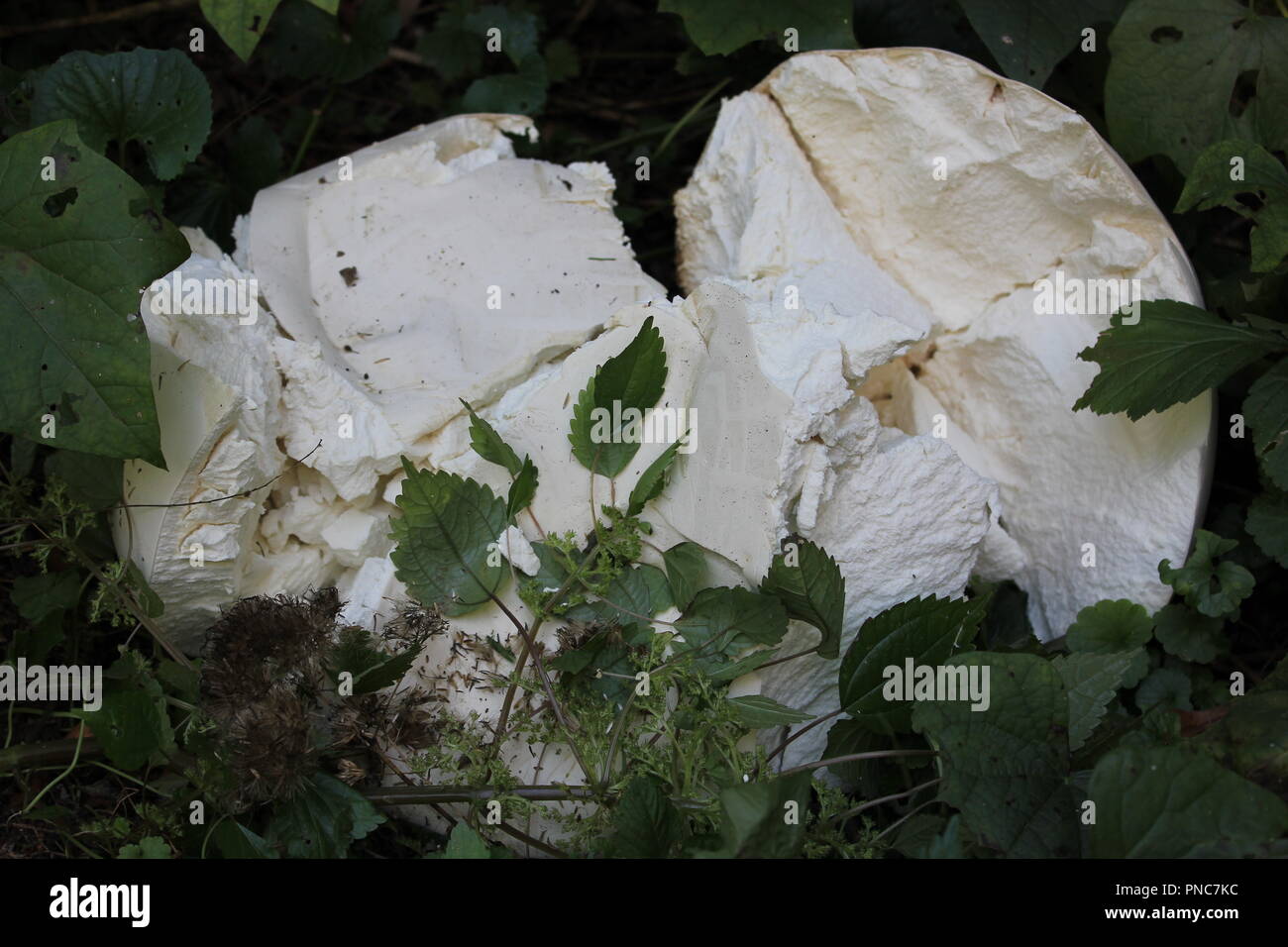 Giant white softball mushroom located on Lake Michigan lakefront