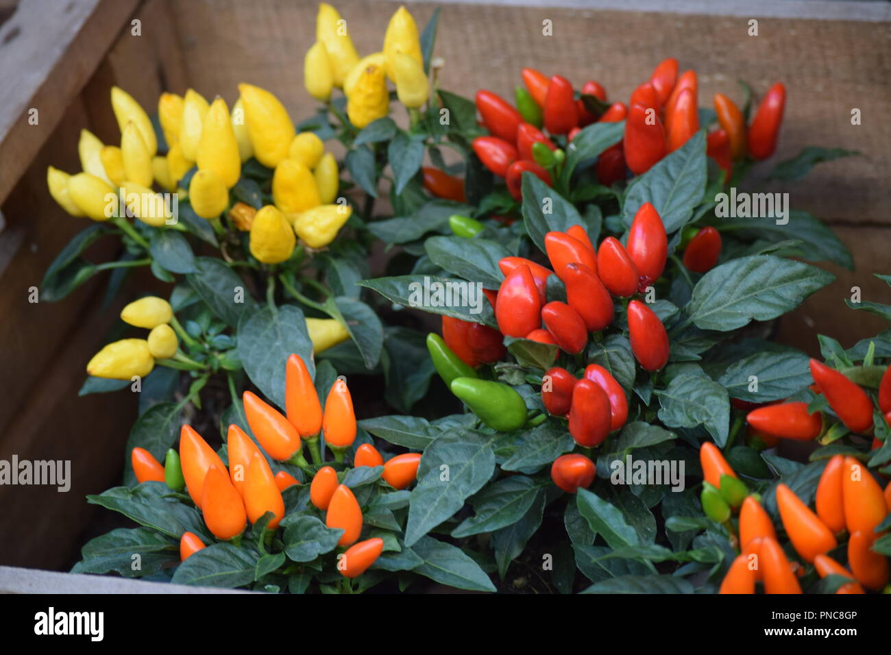 Various types of Chili Peppers Stock Photo Alamy
