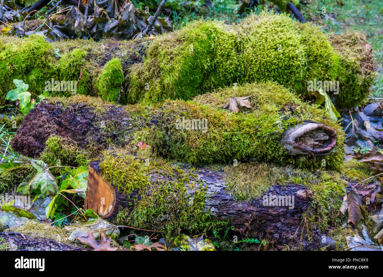 Green moss covers deadwood logs in the Pacific Northwest Stock Photo