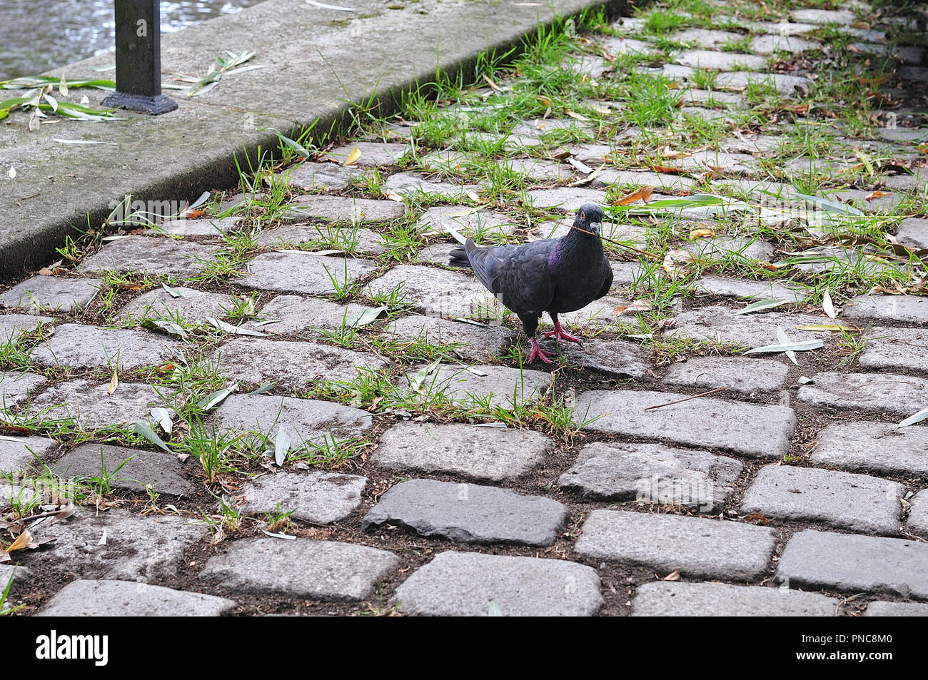 feral pigeon collecting nesting material in pedestrian zone of a city ...