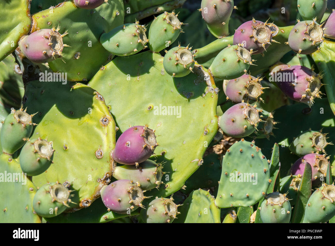 Indian fig opuntia / Barbary fig (Opuntia ficus-indica) prickly pear cactus showing fruit along the French Mediterranean coast, France Stock Photo