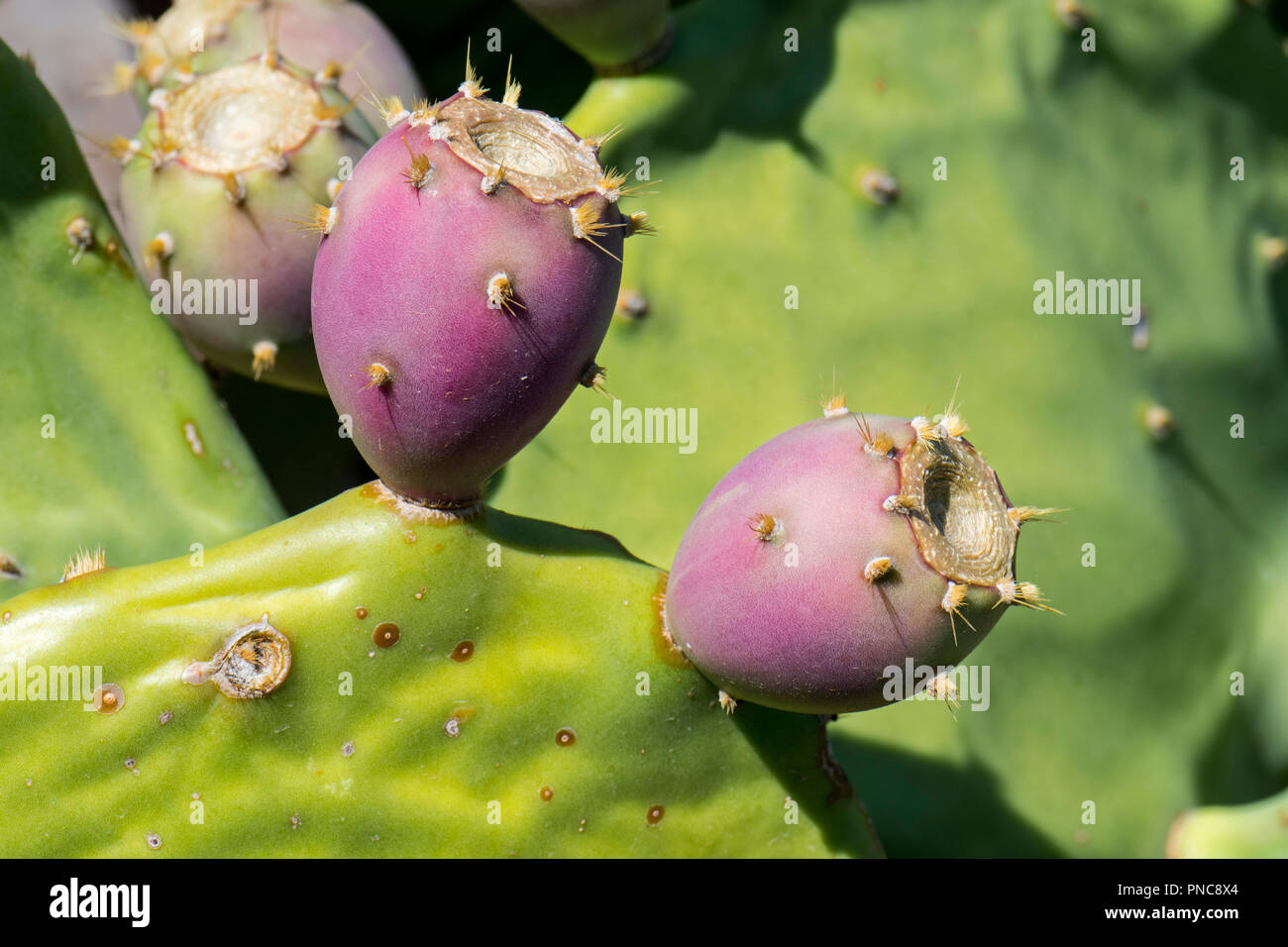 Indian fig opuntia / Barbary fig (Opuntia ficus-indica) prickly pear cactus showing fruit along the French Mediterranean coast, France Stock Photo