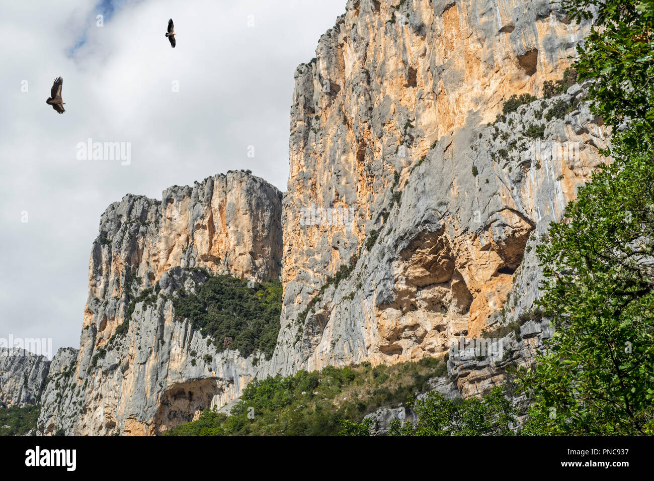 Two griffon vultures (Gyps fulvus) flying through the Gorges du Verdon / Verdon Gorge canyon, Alpes-de-Haute-Provence, Provence-Alpes-Côte d'Azur, Fra Stock Photo