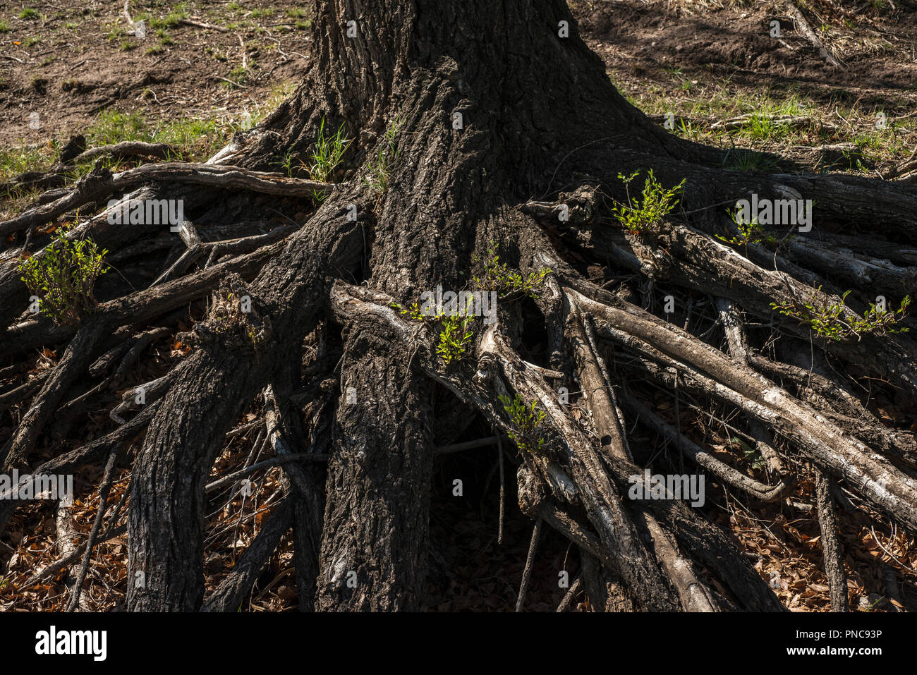 lower part of the trunk and numerous roots that are outside the earth ...