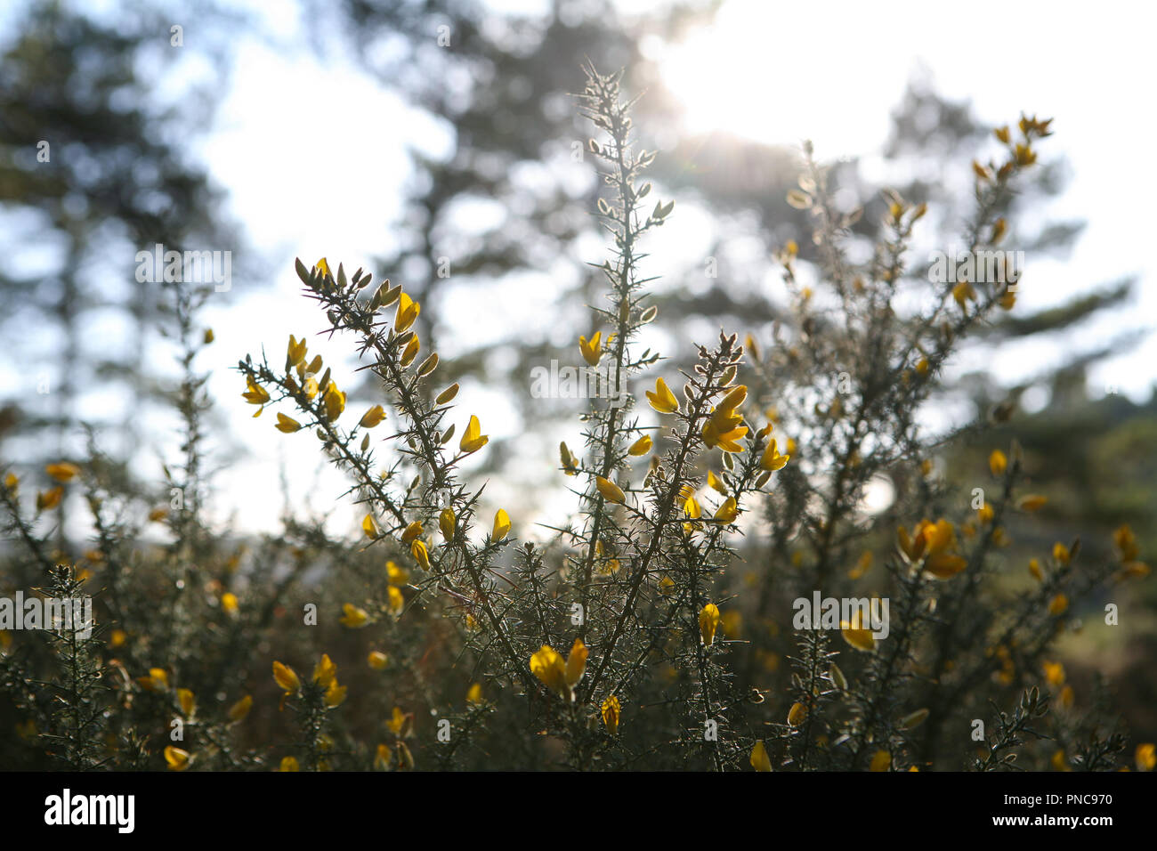 Yellow flowering gorse (Ulex) on the margins of heath and woodland, winter Stock Photo