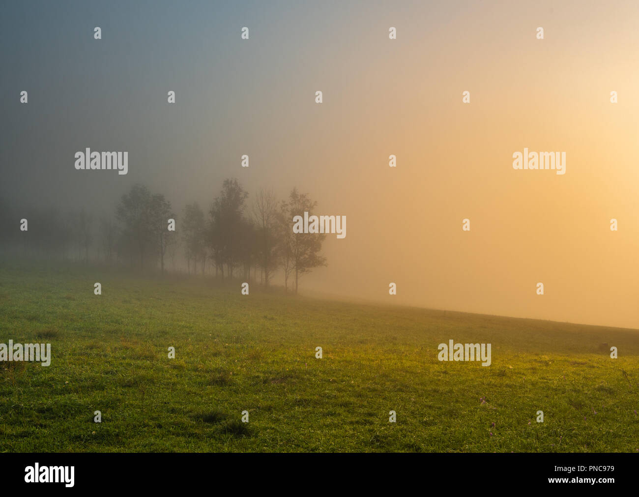 Misty foggy sunrise field with trees Stock Photo 219702877 Alamy Misty foggy sunrise field with trees Stock Photo 219702877 Alamy