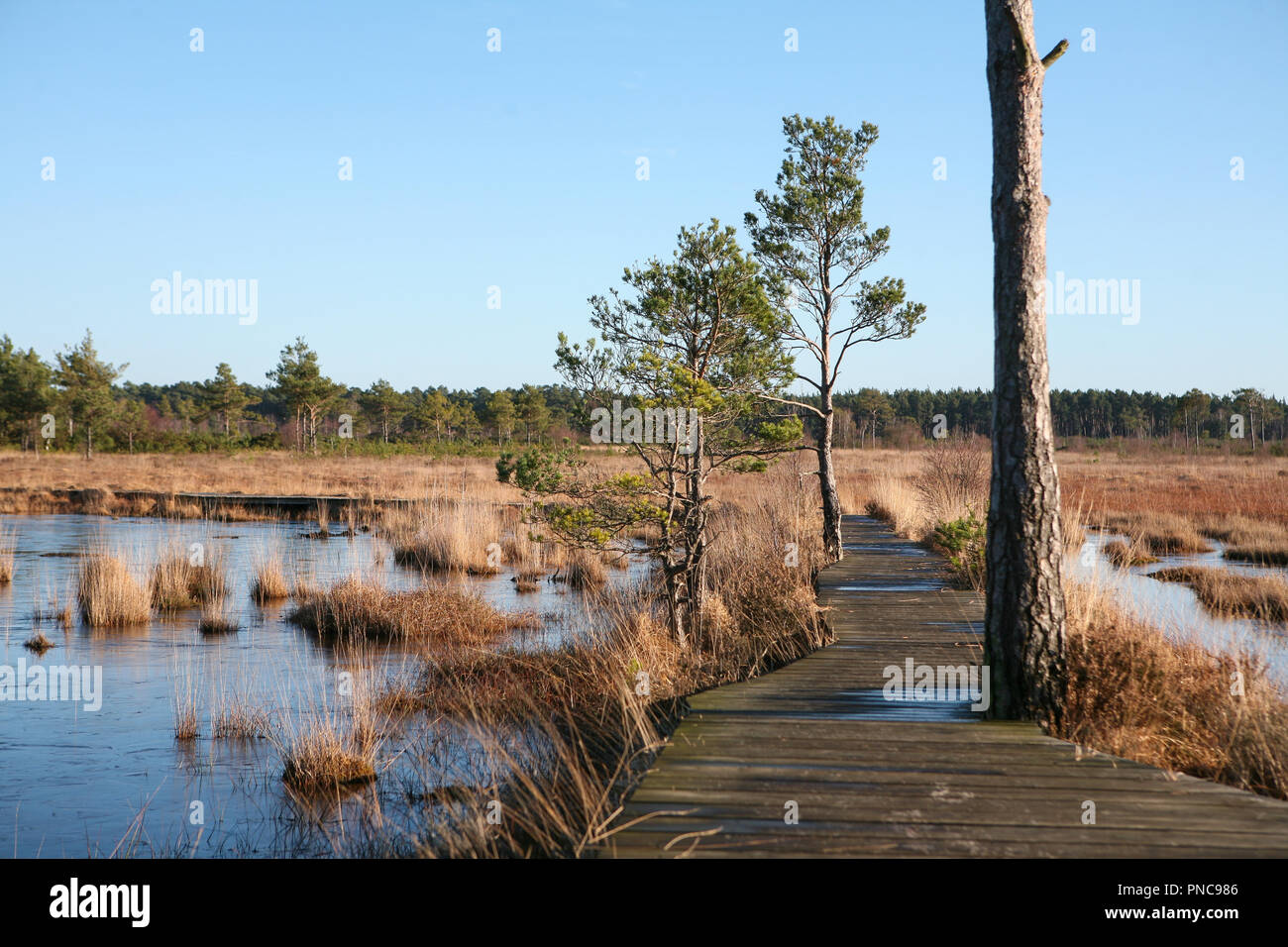 Boardwalk through wetland nature reserve, winter Stock Photo