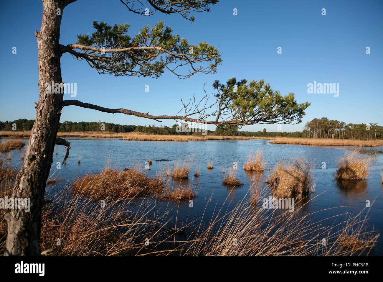 Pinus branches at wetland nature reserve, Thursley Common, clear day in winter Stock Photo