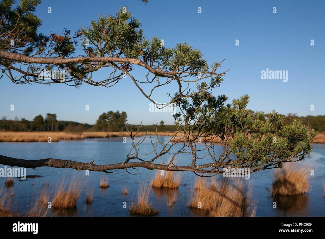 Pinus branches at wetland nature reserve, Thursley Common, clear day in winter Stock Photo
