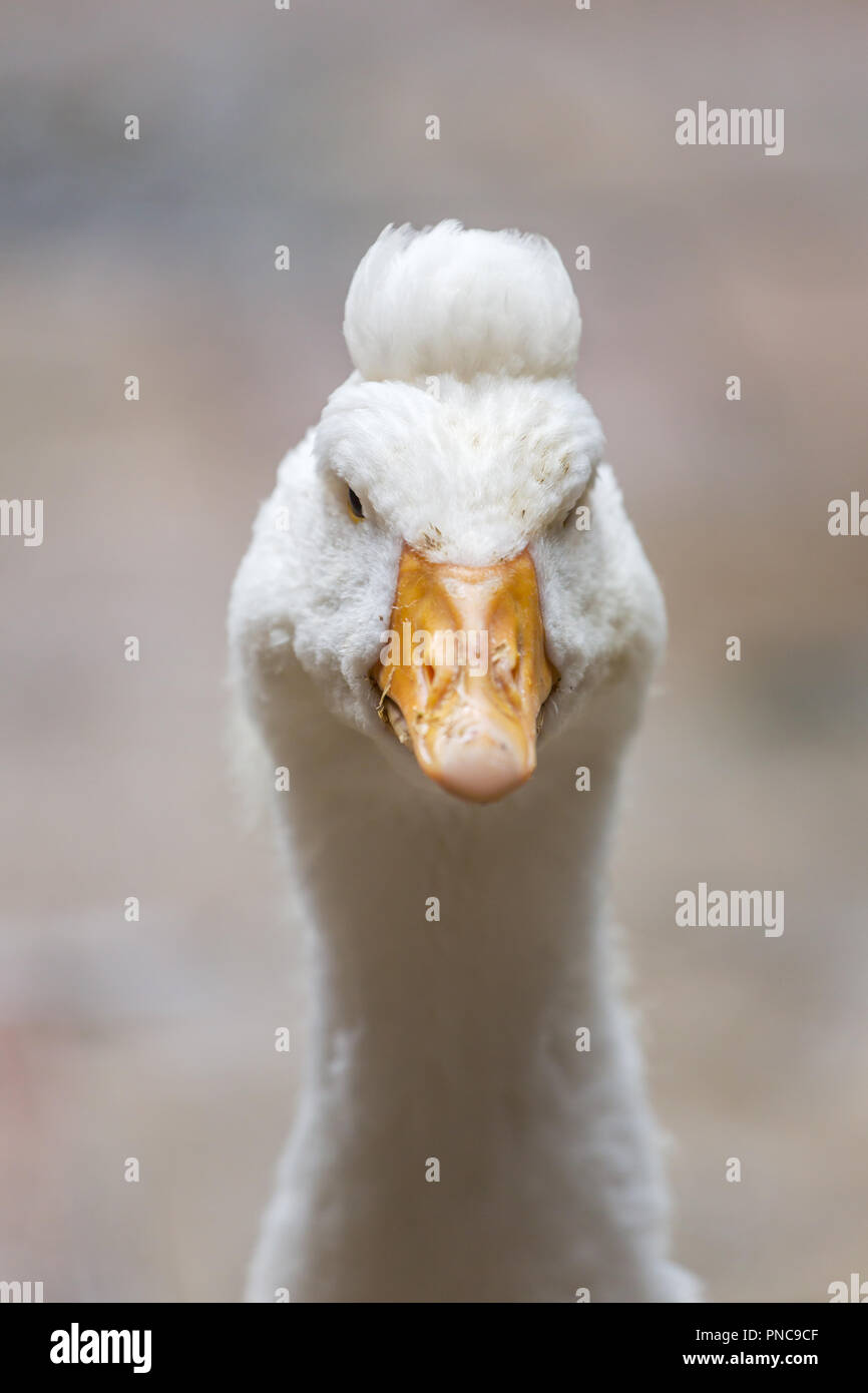 Close up portrait of white goose with funny hairstyle Stock Photo