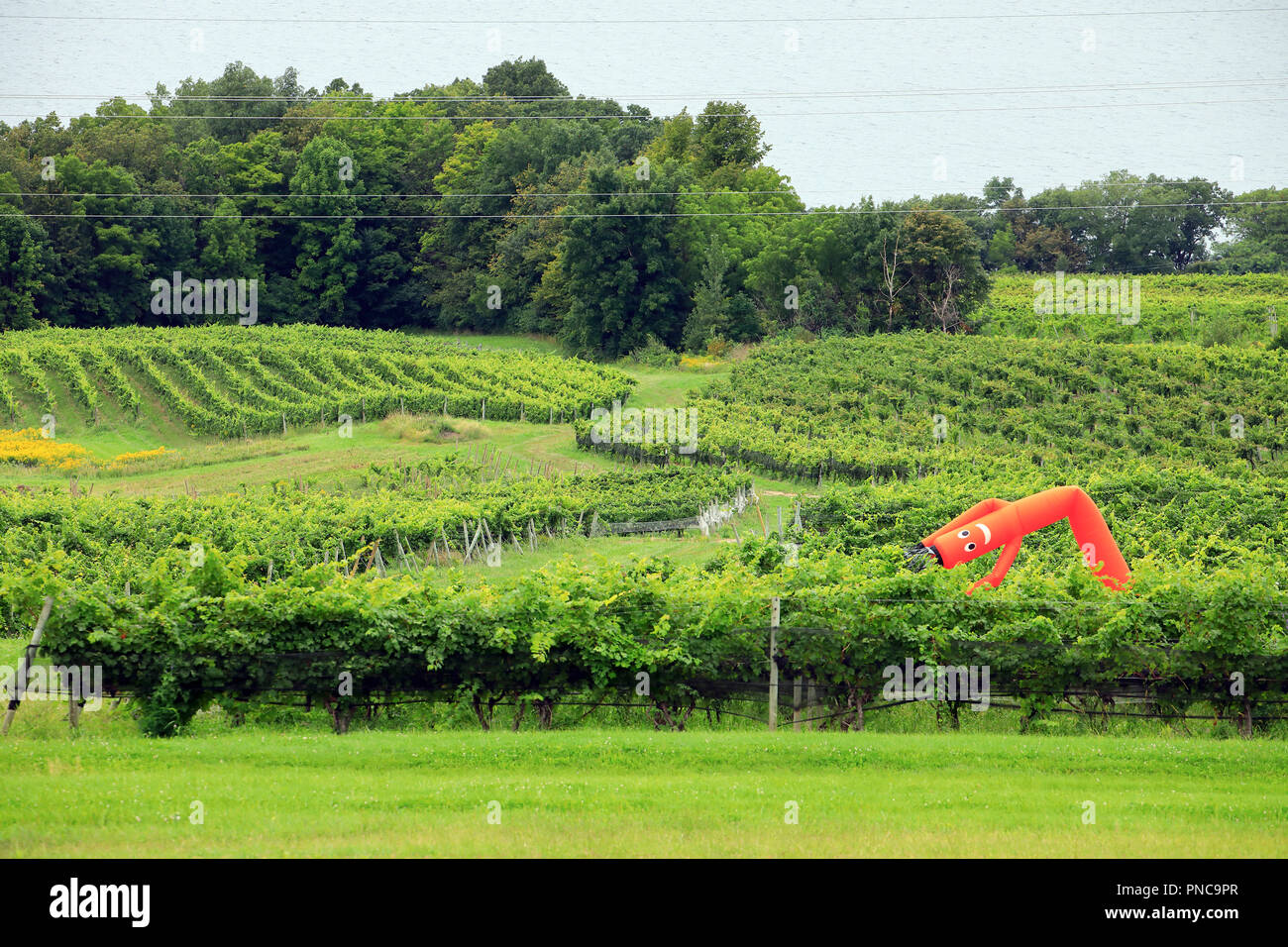 A Inflatable Scarecrow Guarding The Vineyard Along Senecain - 