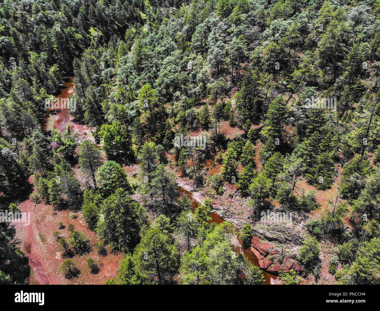 Estaciones del bosque hi-res stock photography and images - Alamy