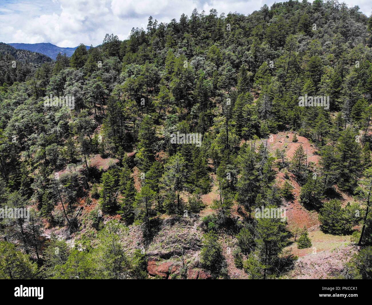 Estaciones del bosque hi-res stock photography and images - Alamy