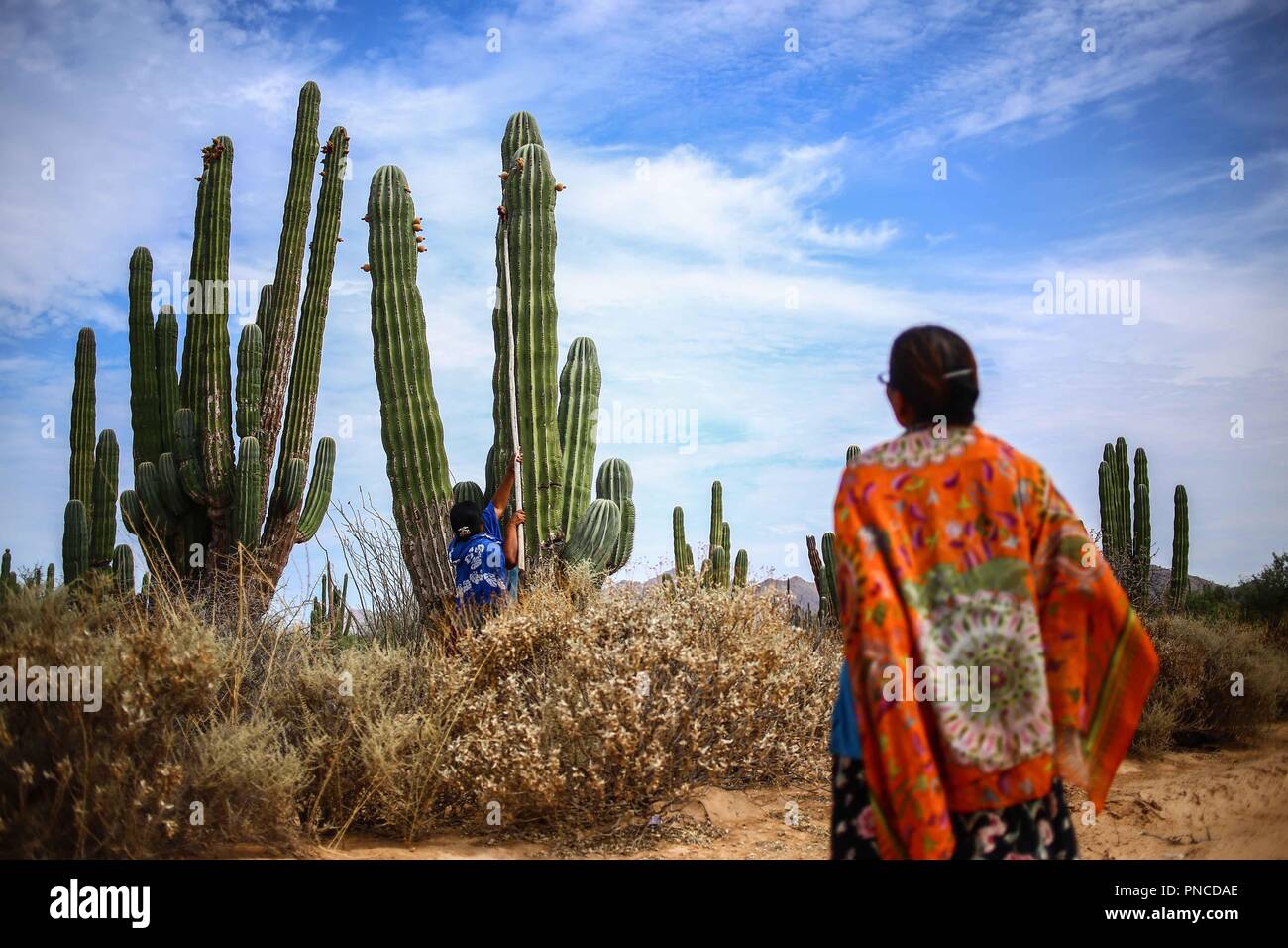 Work of harvest of fruits of pitaya and cactus in the Sonora desert, Mexico  by women of the indigenous trubu Seri... Trabajo de recolecta de frutos de  pitaya y cactus en el