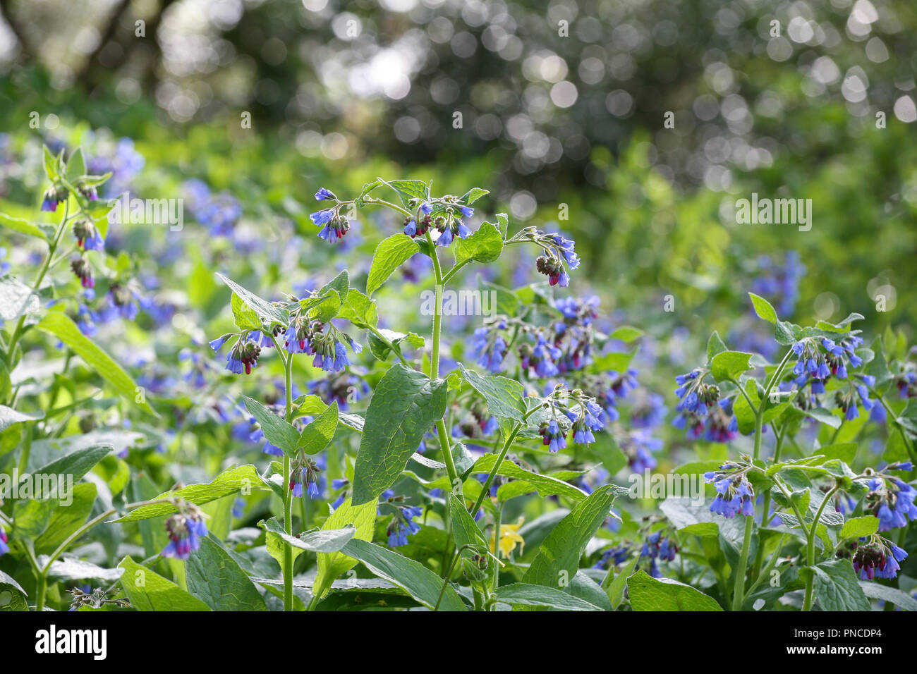 Borago officinalis in flower Stock Photo