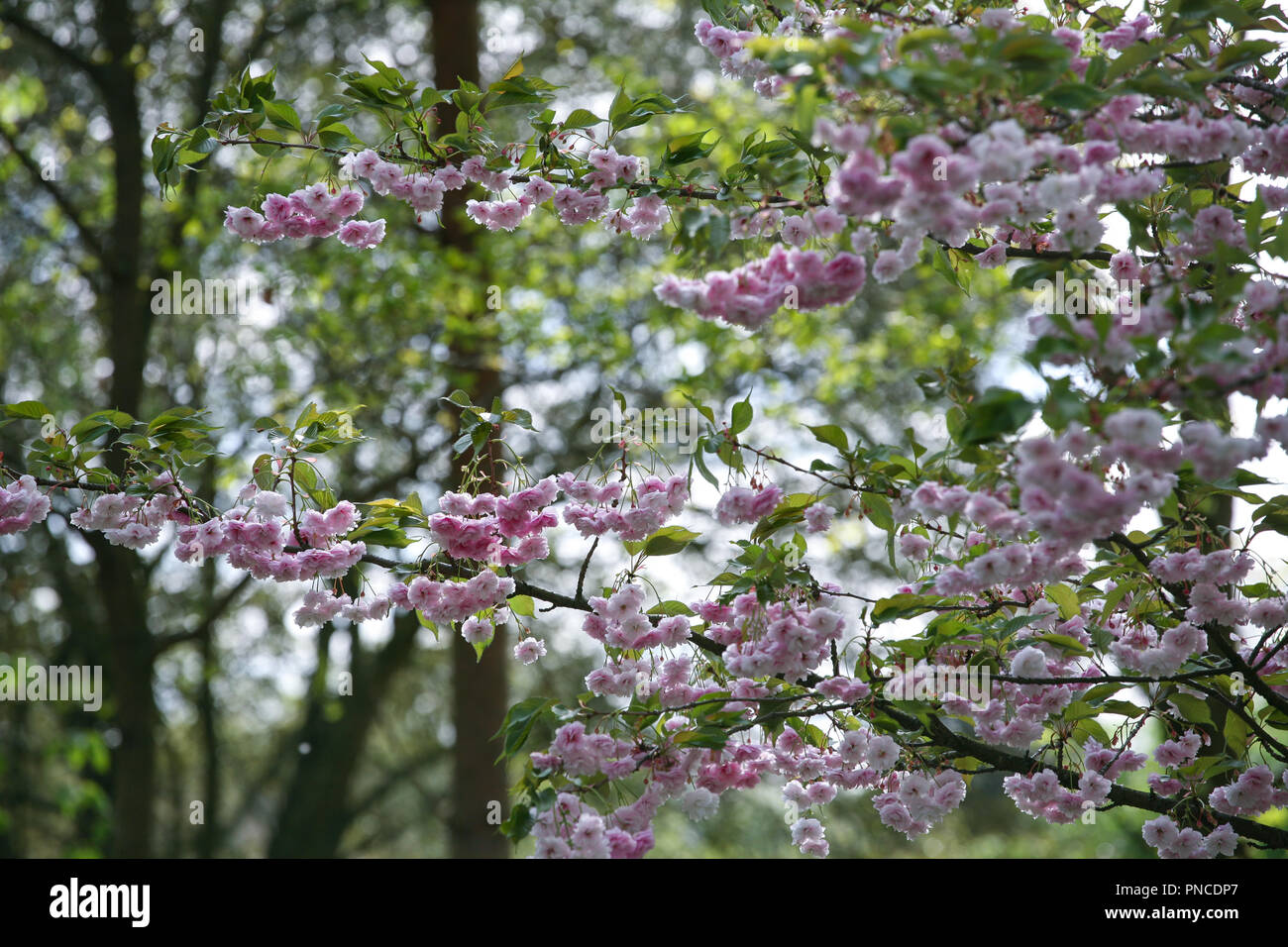 Prunus 'Hanazomei' - pale pink Japanese flowering cherry Stock Photo