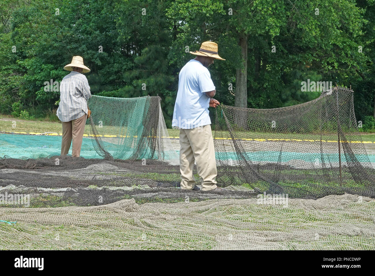 working mending menhaden fish nets at fishery Stock Photo Alamy