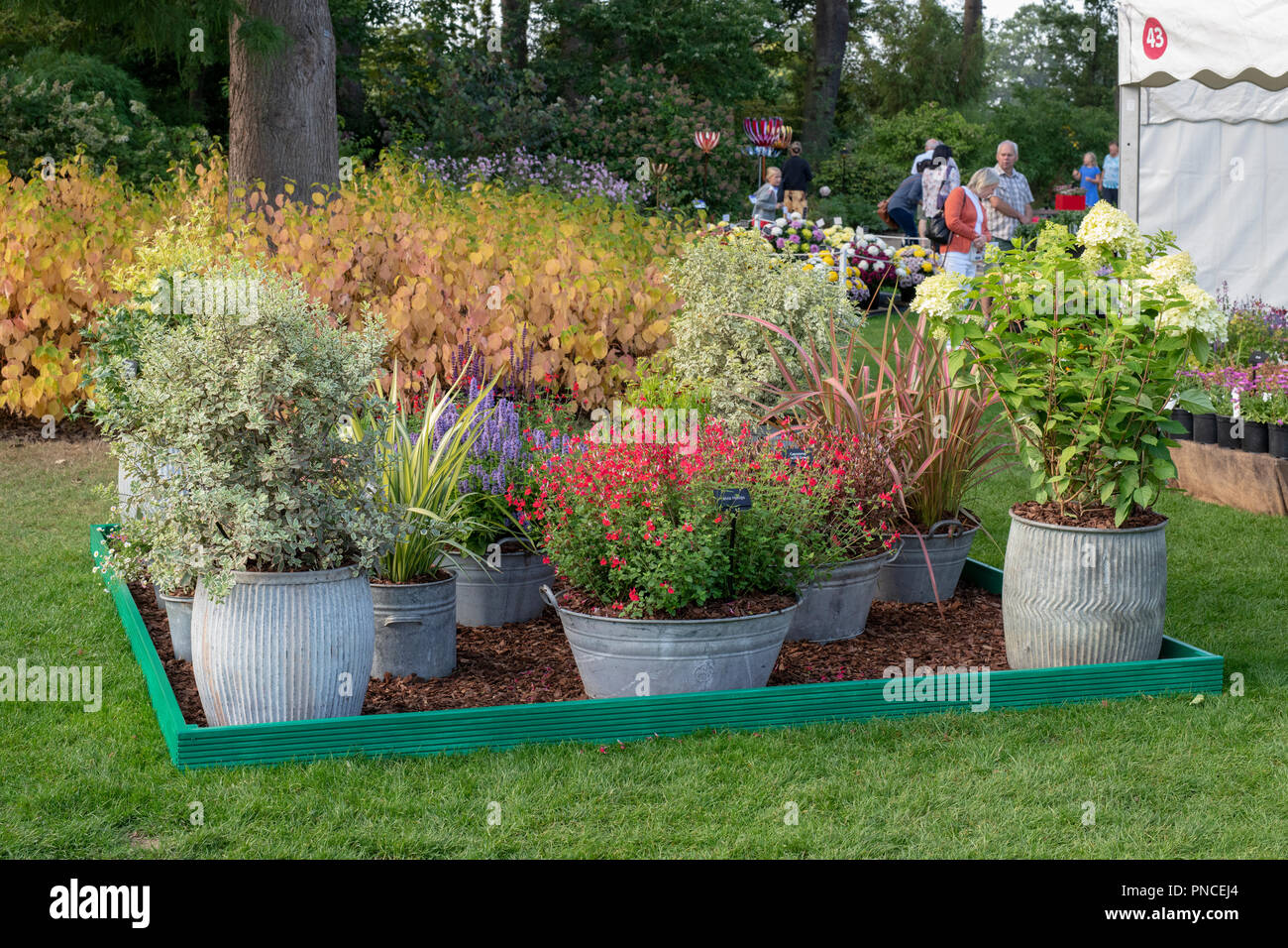 Display plants in galvanised tin containers at the RHS Wisley flower show 2018. RHS Wisley Gardens, Surrey, UK Stock Photo