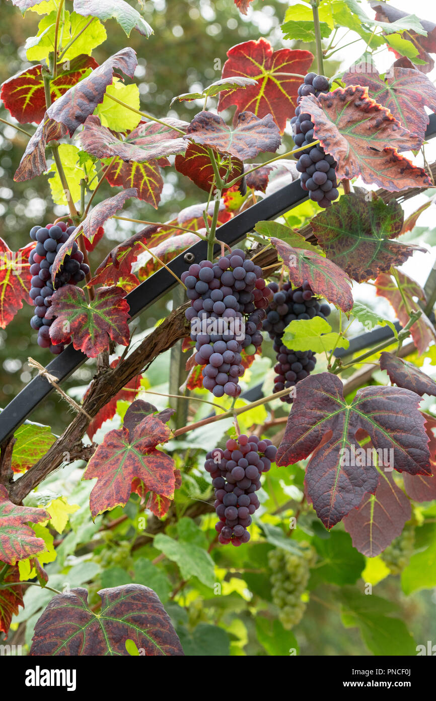 Vitis labrusca ‘Schuyler’ Grape. Grapevine ‘Schuyler’ Stock Photo