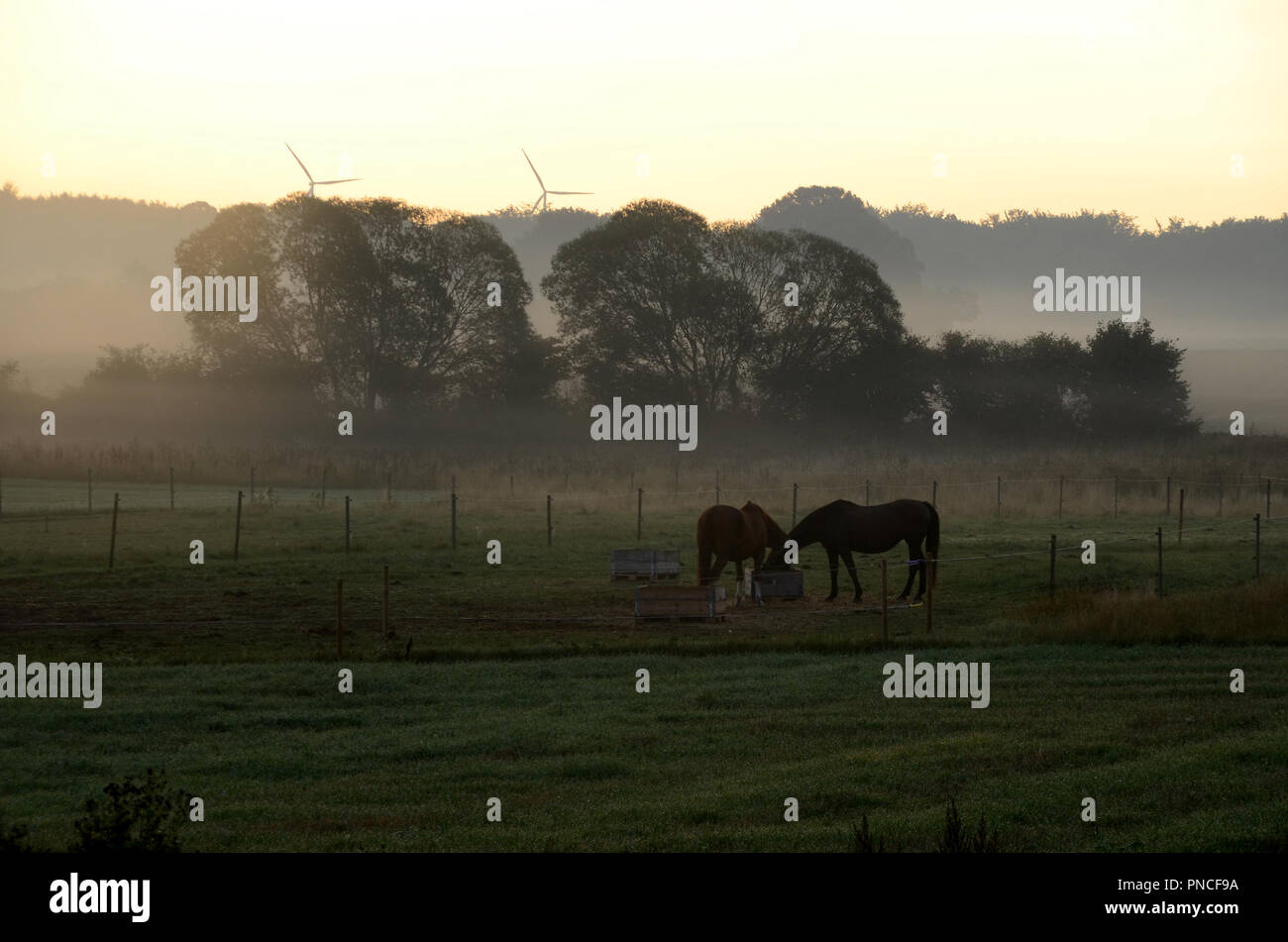 Landscape in morning fog with silhouette of two horses Stock Photo - Alamy