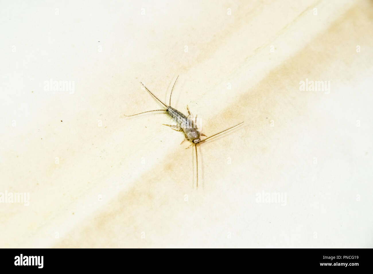 Insect feeding on paper - silverfish. Pest books and newspapers. Lepismatidae, Thermobia domestica. Stock Photo