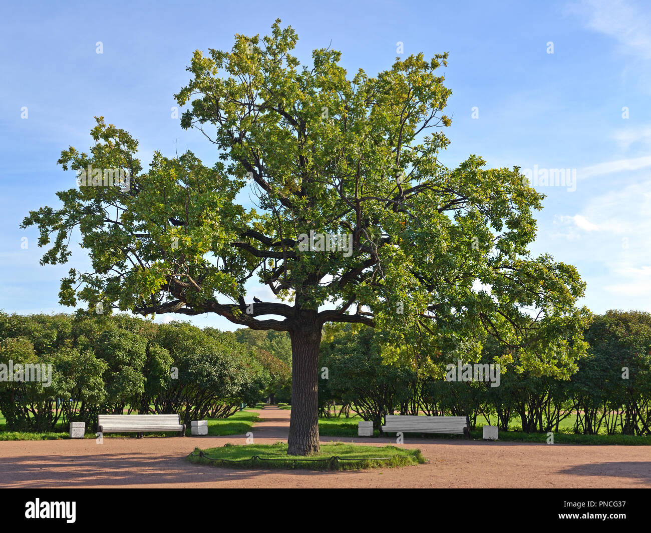 Old oak tree in Field of Mars or Marsovo Polye, large park. Saint-Petersburg, Russia Stock Photo