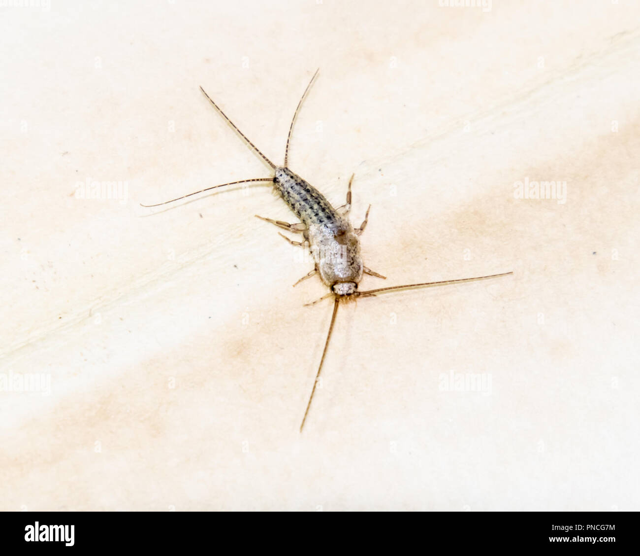 Insect Feeding On Paper Silverfish Pest Books And Newspapers Lepismatidae Thermobia Domestica Stock Photo Alamy