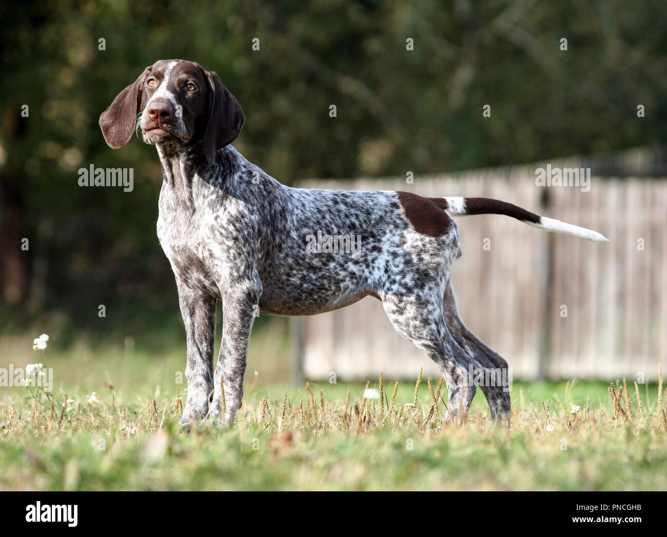 german shorthaired pointer, german kurtshaar one brown spotted puppy  standing on a green grass on the field, a small cute dog, full length photo  Stock Photo - Alamy