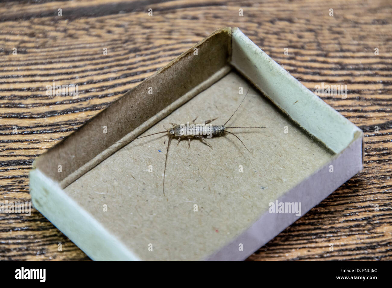 Насекомые на английском для детей задания. Insects and their larvae. Насекомые на английском для дошкольников. Insect farms. These insects feed on our.