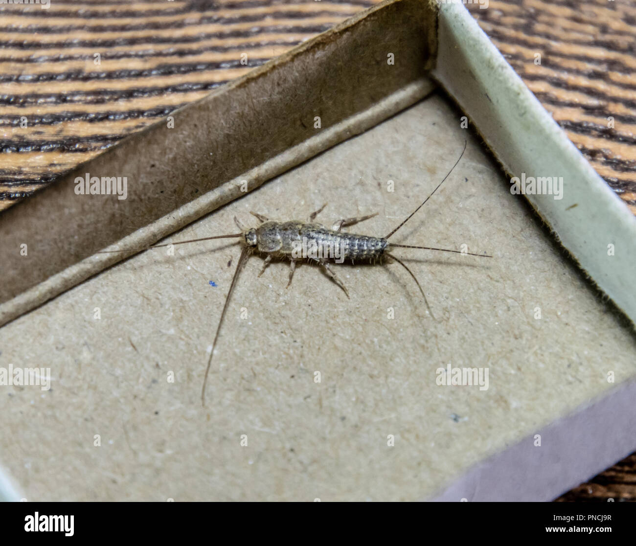 Insect feeding on paper - silverfish. Pest books and newspapers ...
