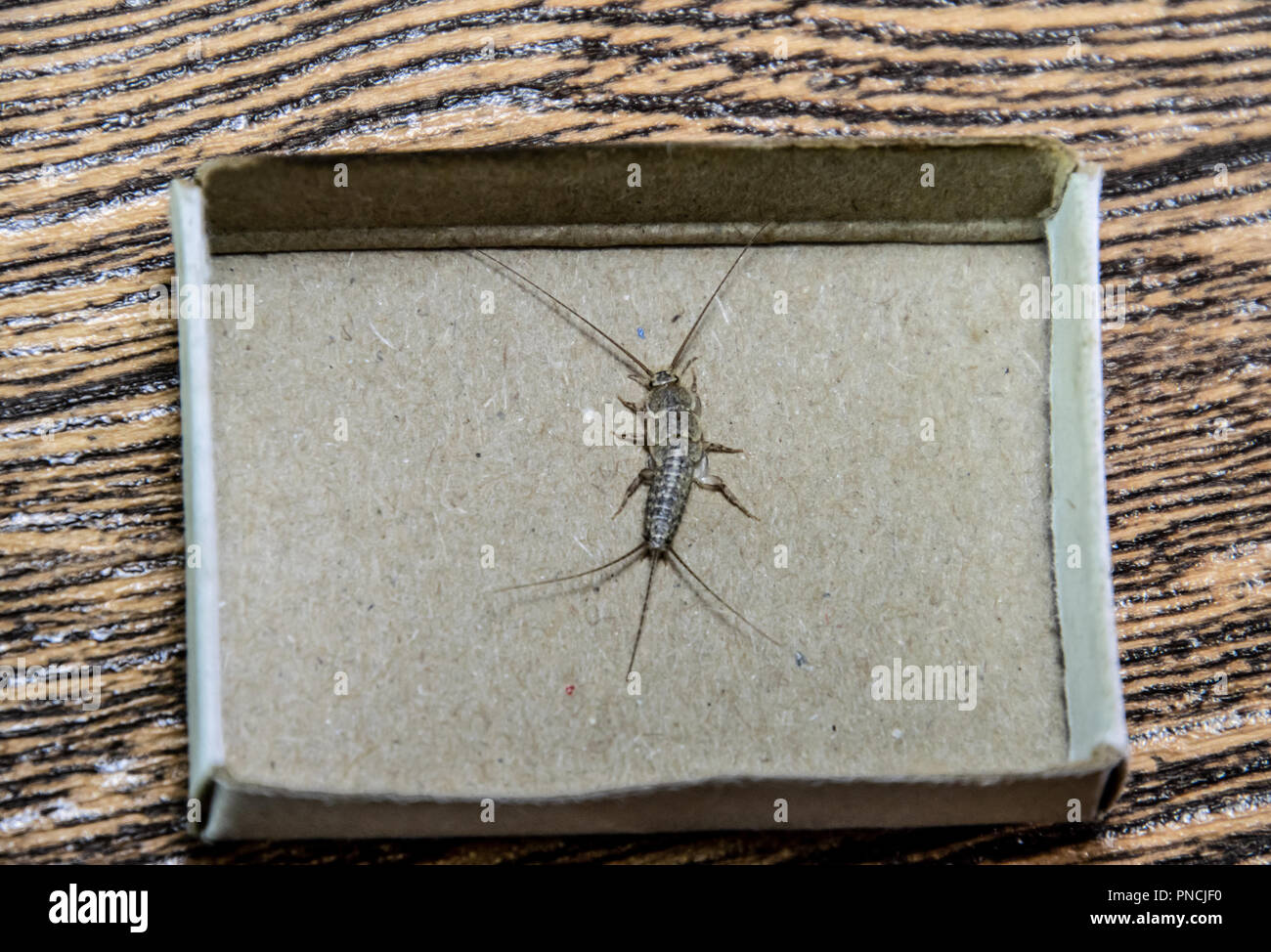 Insect feeding on paper - silverfish. Pest books and newspapers ...