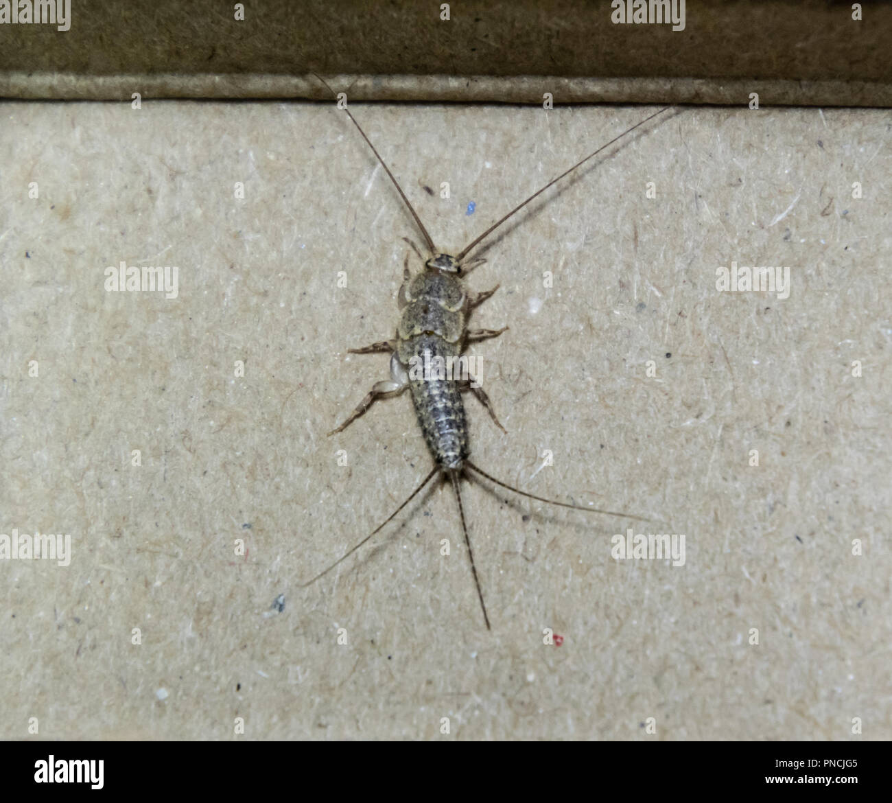 Insect feeding on paper - silverfish. Pest books and newspapers ...