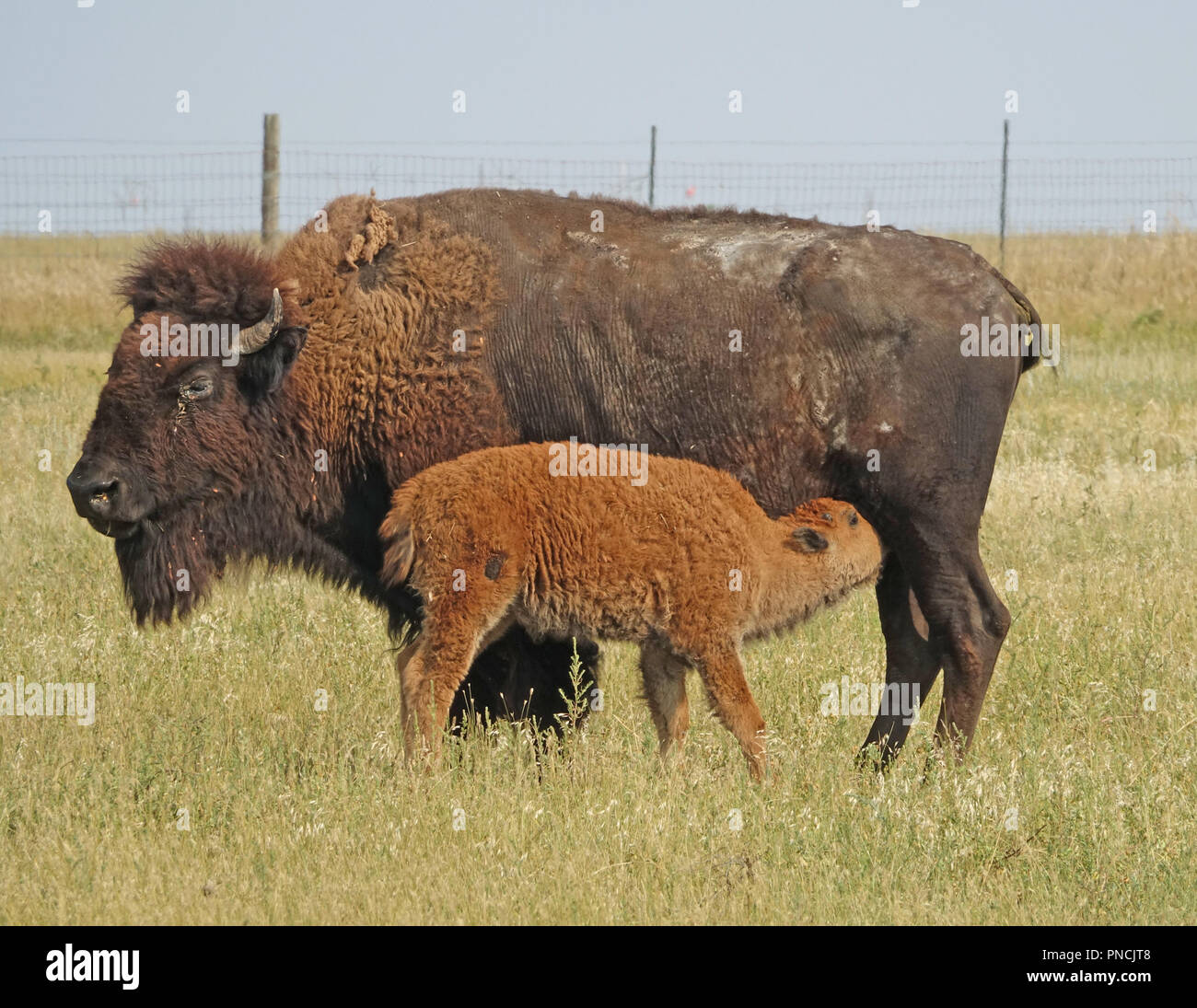 Bison Cal Calf bison hi-res stock photography and images - Alamy
