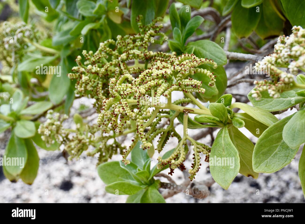 Uluhe Stock Photo