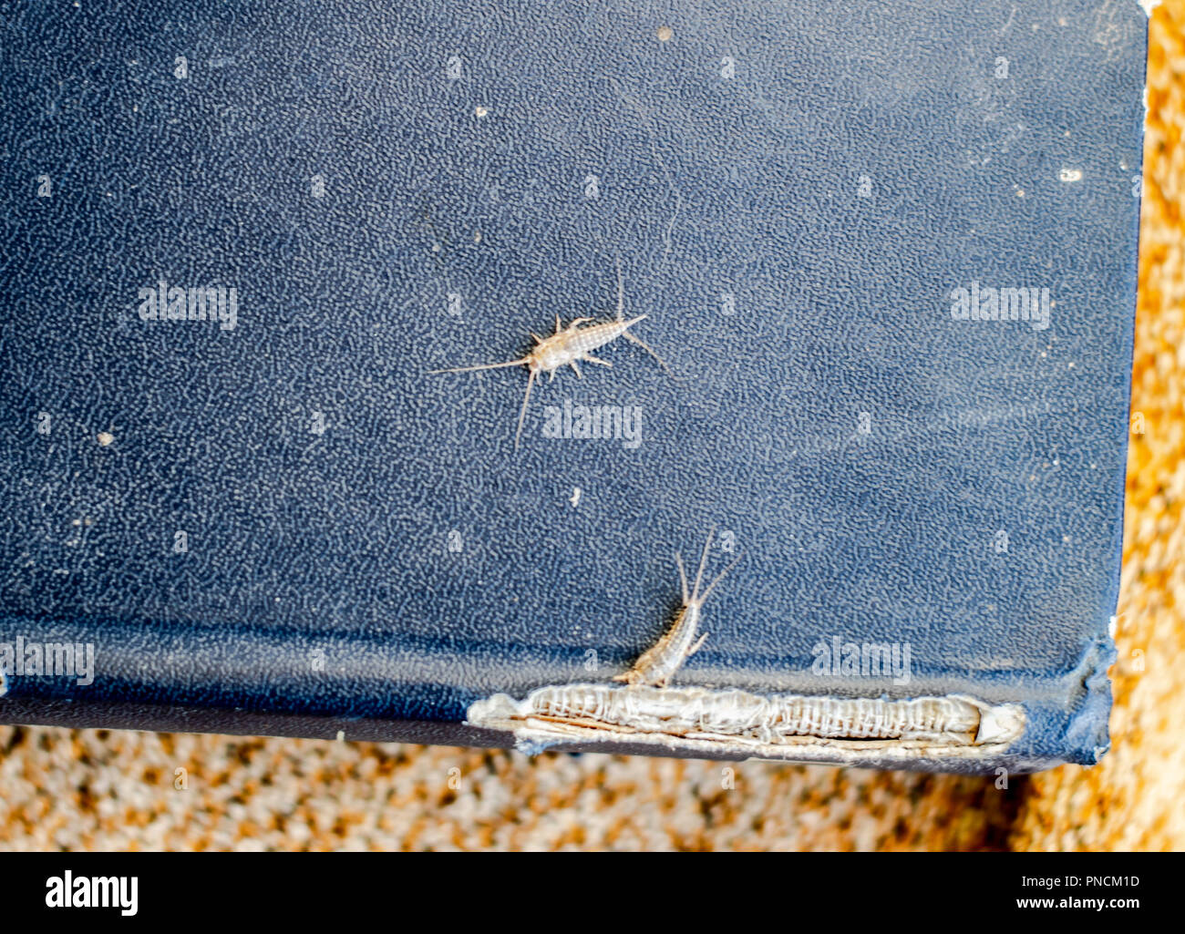 lepisma on the tattered cover of an old book. Pest books and newspapers. Insect feeding on paper - silverfish, lepisma Stock Photo