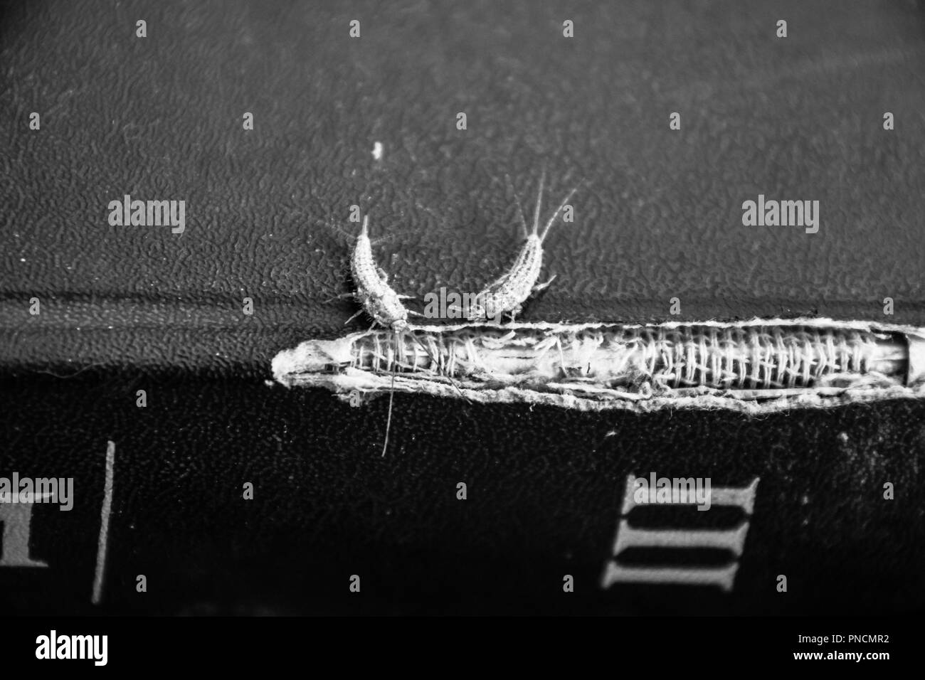 lepisma on the tattered cover of an old book. Pest books and newspapers. Insect feeding on paper - silverfish, lepisma Stock Photo
