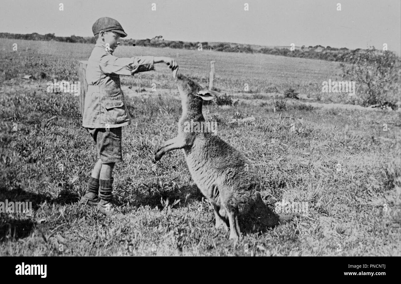 Paddy Dickson feeding Kanga Joe. Date/Period: 1923. Image. Photograph; negative Photograph; negative. Author: William Boyd. Stock Photo