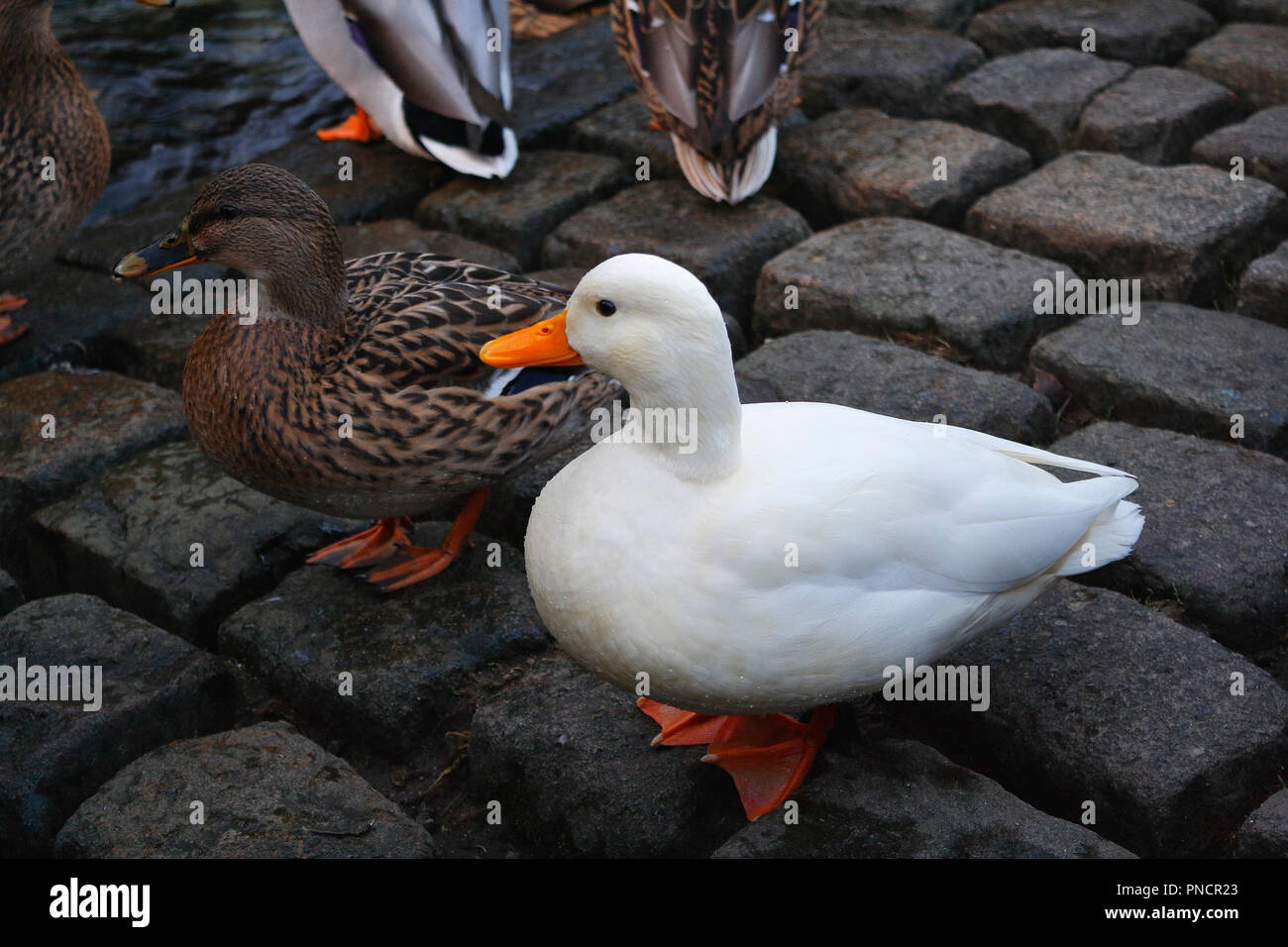 Duck Paddling High Resolution Stock Photography and Images Alamy