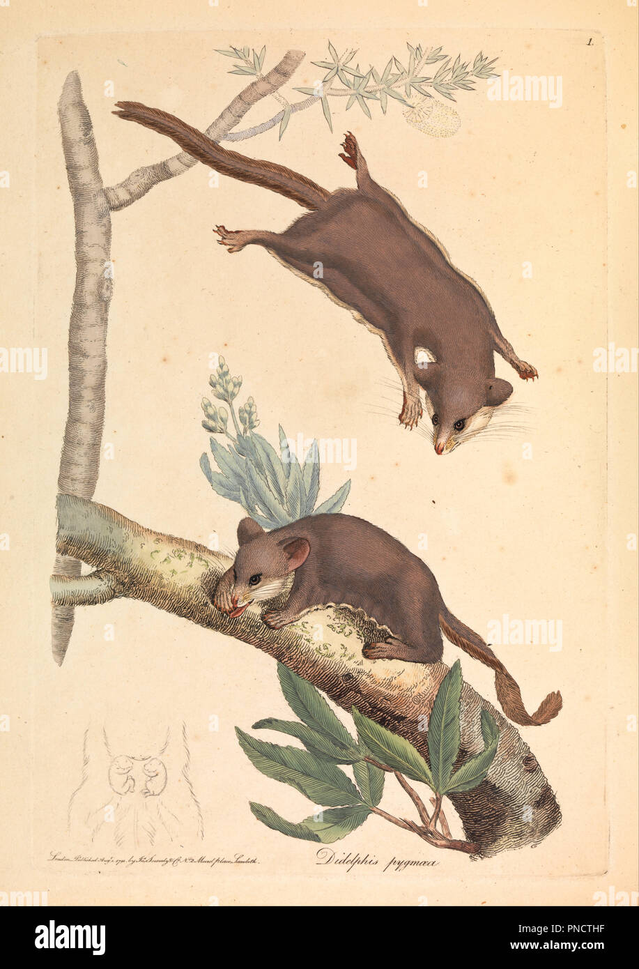 Pygmy Opossum, Didelphis pygmaeus. Date/Period: 1793. Image. Engraving; Ink on Paper Engraving; Ink on Paper. Height: 272 mm (10.70 in); Width: 220 mm (8.66 in). Author: James Sowerby. Stock Photo