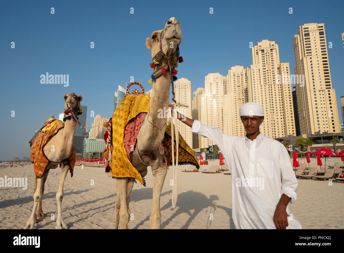 Man offering camel rides for tourists on beach at The Beach in Jumeirah Beach  district of modern Dubai, UAE, United Arab Emirates. Stock Photo