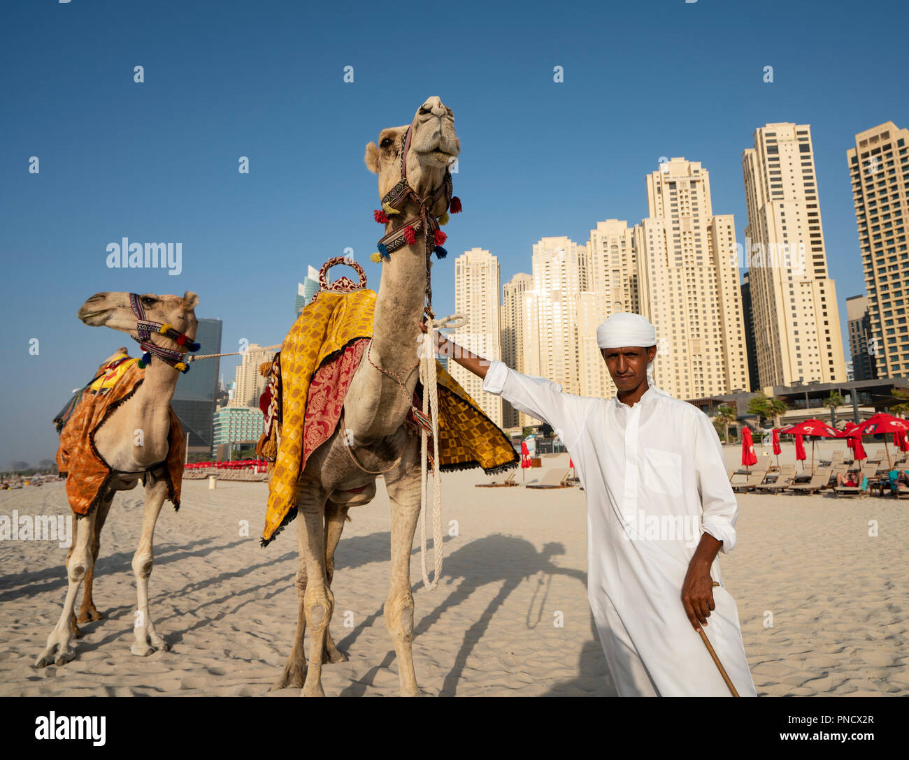 Man offering camel rides for tourists on beach at The Beach in Jumeirah Beach  district of modern Dubai, UAE, United Arab Emirates. Stock Photo