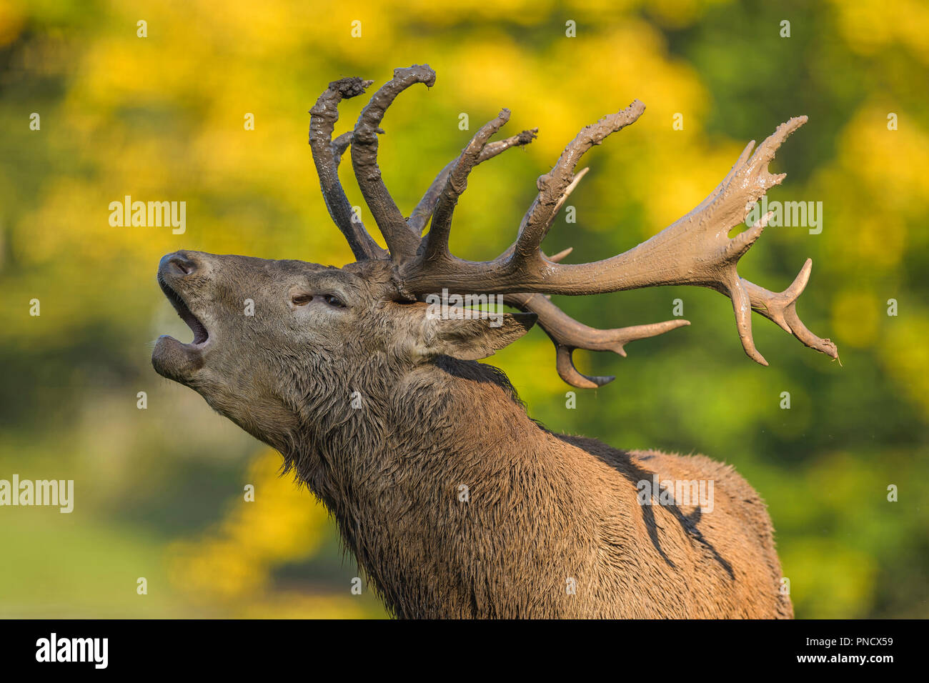 Red deer, Cervus elaphus, Portrait, Male Roaring, in Rutting Season, Europe Stock Photo