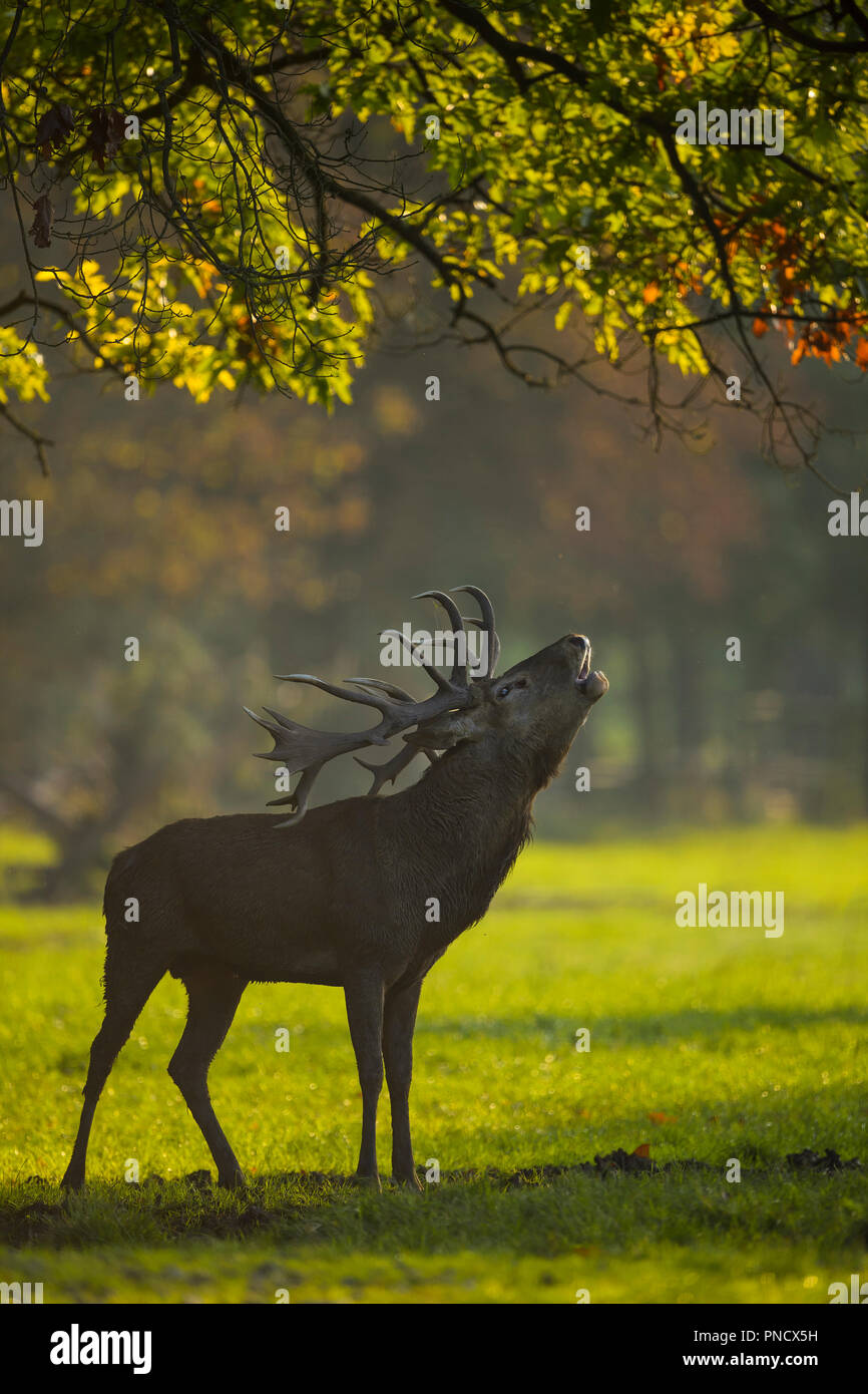 Red deer, Cervus elaphus, Male Roaring, in Rutting Season, Europe Stock Photo
