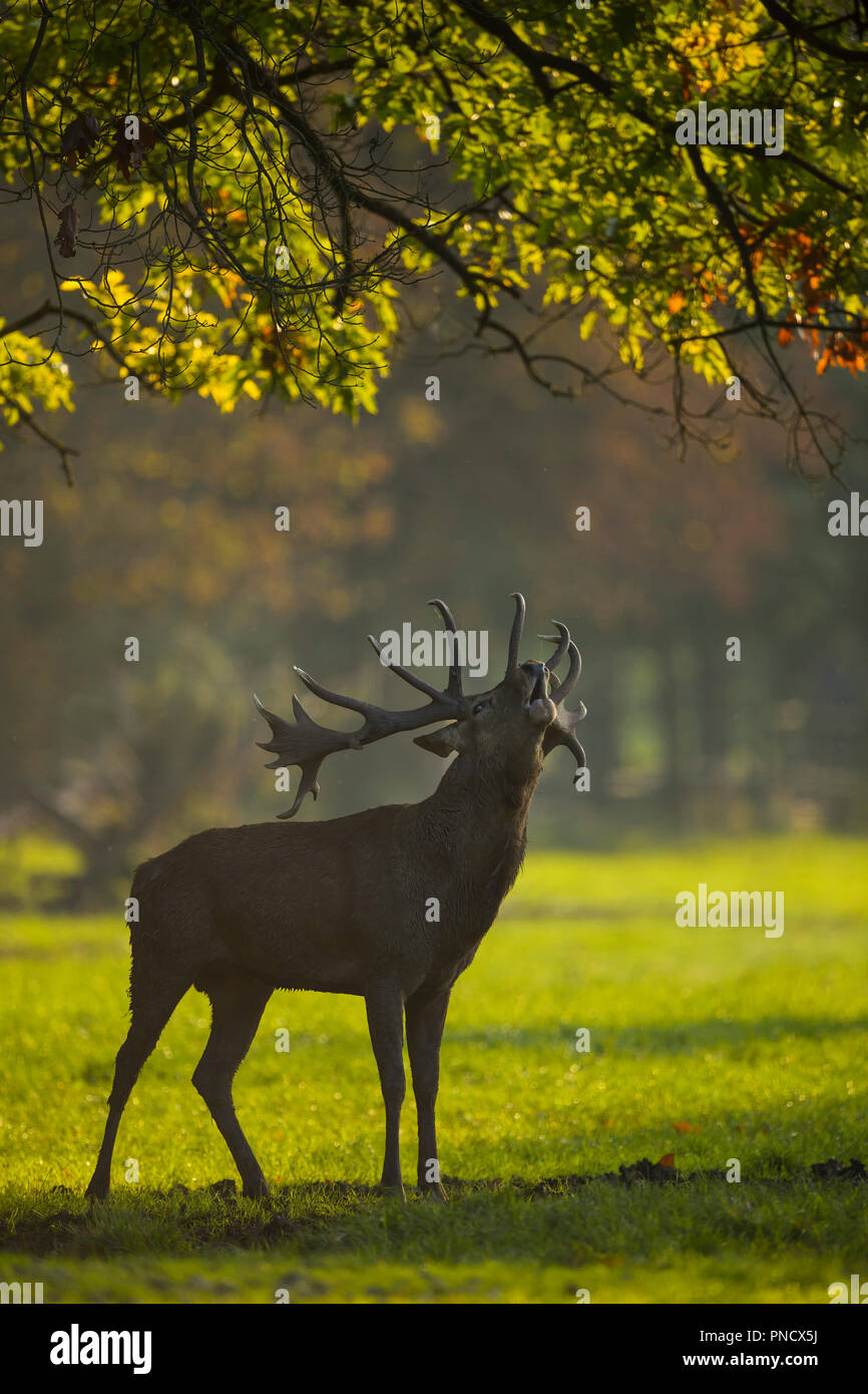Red deer, Cervus elaphus, Male Roaring, in Rutting Season, Europe Stock Photo