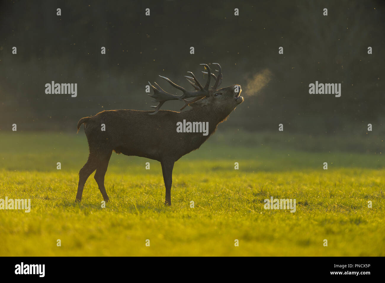Red deer, Cervus elaphus, Male Roaring, in Rutting Season Stock Photo